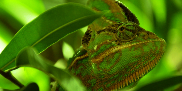 Imagem de um Camelão camuflado em meio às folhas verdes, simbolizando as mudanças e a resiliência.